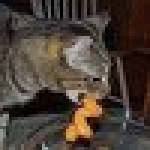 CloudyScales's Avatar