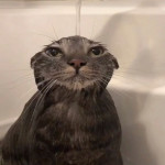sunller's Avatar